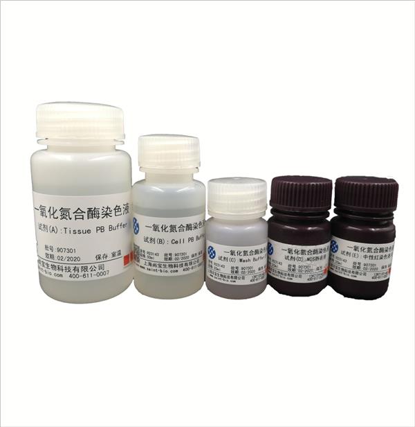 一氧化氮合酶染色液